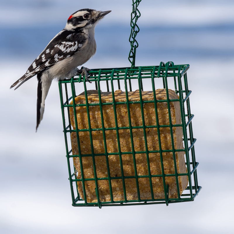 CS C&S Raisin Delight No Melt Suet Dough 11.75 Ounces, 12 Pack - Image 3